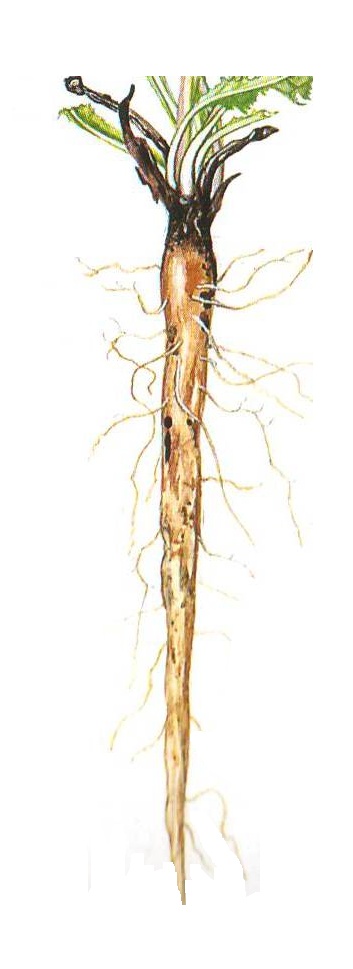 Hlavní kořen s postranními kořeny.jpg
