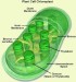 Chloroplast.jpg