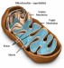 Mitochondrie.jpg